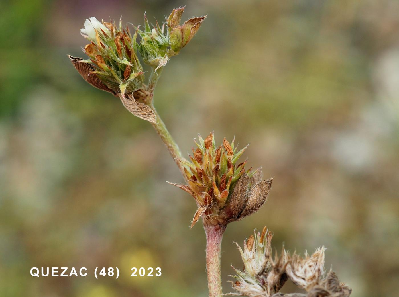 Clover, Rough fruit